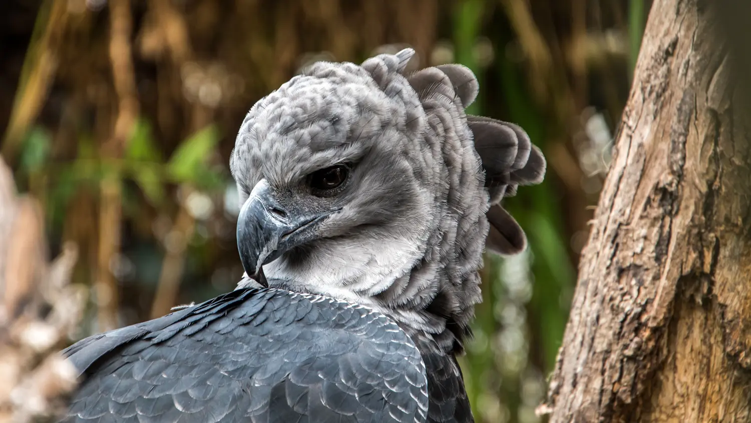 Harpy Eagle closeup: ID 260979573 © Wirestock | Dreamstime.com