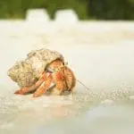 Hermit crab walking on a beach: ID 4978534 © Gator | Dreamstime.com