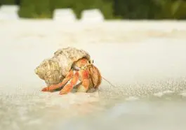 Hermit crab walking on a beach: ID 4978534 © Gator | Dreamstime.com
