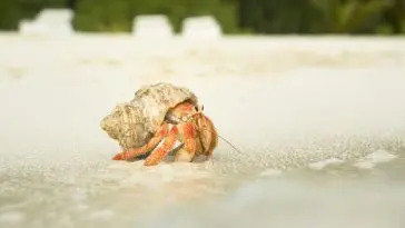 Hermit crab walking on a beach: ID 4978534 © Gator | Dreamstime.com