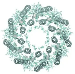 Representation of the molecular structure of the light-harvesting complex subunit protein registered with 2fkw code, photo credit: European Bioinformatics Institute