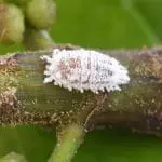 Pseudococcus Mealybug on a stem: ID 165667936 | Mealy Bug © Digitalimagined | Dreamstime.com