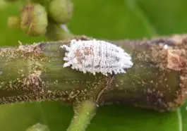 Pseudococcus Mealybug on a stem: ID 165667936 | Mealy Bug © Digitalimagined | Dreamstime.com