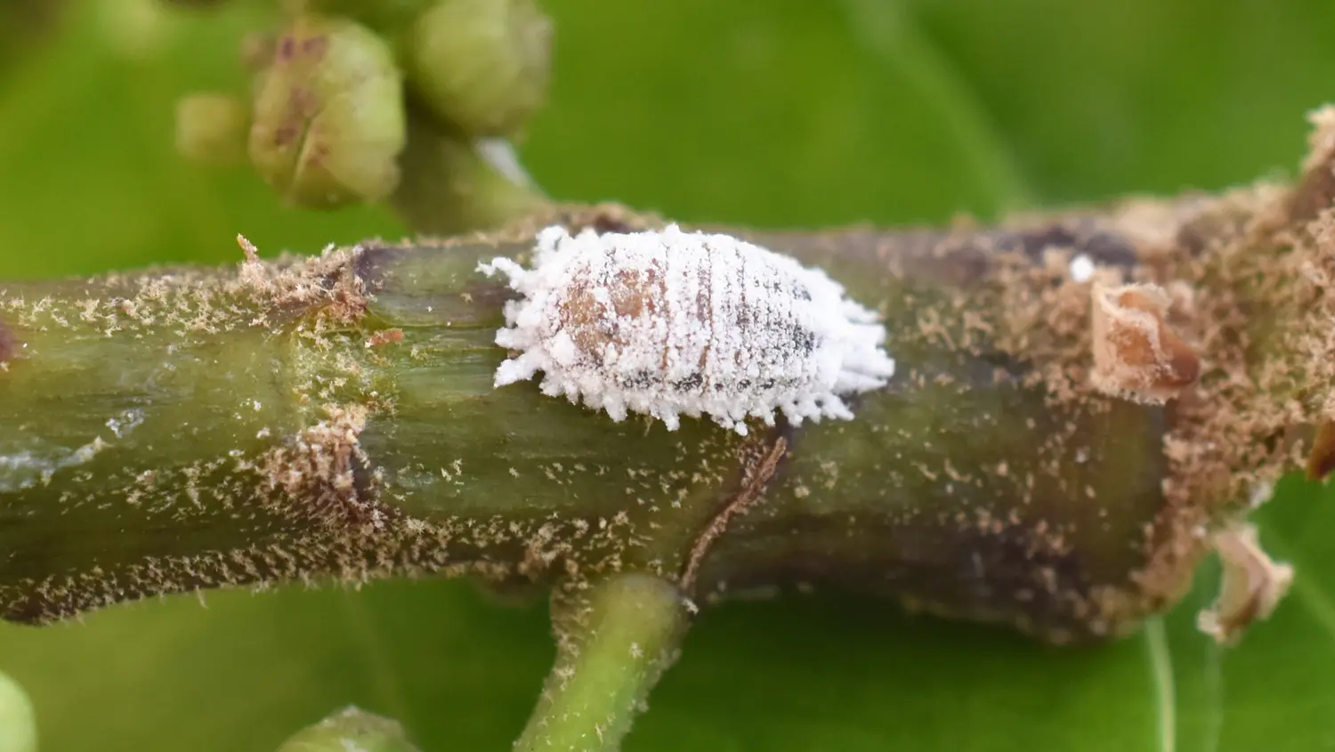 Pseudococcus Mealybug on a stem: ID 165667936 | Mealy Bug © Digitalimagined | Dreamstime.com