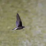 White Throated Needletail: ID 248862919 © Tatsuya Otsuka | Dreamstime.com