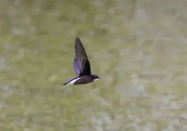 White Throated Needletail: ID 248862919 © Tatsuya Otsuka | Dreamstime.com