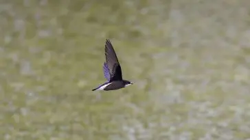 White Throated Needletail: ID 248862919 © Tatsuya Otsuka | Dreamstime.com
