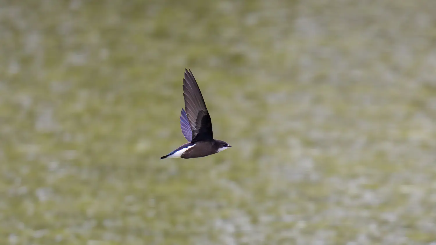 White Throated Needletail: ID 248862919 © Tatsuya Otsuka | Dreamstime.com