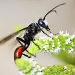 Black wasp on peppermint flowers: ID 26026963 © Picstudio | Dreamstime.com