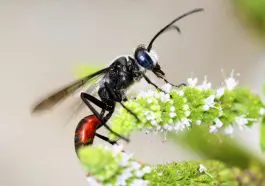 Black wasp on peppermint flowers: ID 26026963 © Picstudio | Dreamstime.com