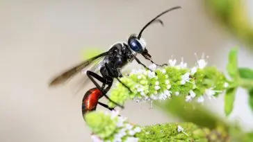 Black wasp on peppermint flowers: ID 26026963 © Picstudio | Dreamstime.com