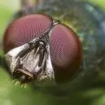 Fly eyes: ID 24723878 © Radub85 | Dreamstime.com