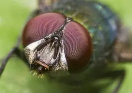 Fly eyes: ID 24723878 © Radub85 | Dreamstime.com