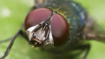 Fly eyes: ID 24723878 © Radub85 | Dreamstime.com