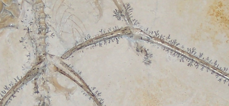 Close up of the Archaeopteryx fossil at Karlsruhe, Germany, the Thermopolis specimen, photo credit: Stephan Schulz