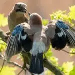 Eurasian Jays courting on a branch: ID 116740227 © Natalia Bubochkina | Dreamstime.com