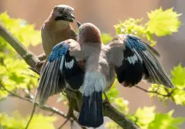 Eurasian Jays courting on a branch: ID 116740227 © Natalia Bubochkina | Dreamstime.com