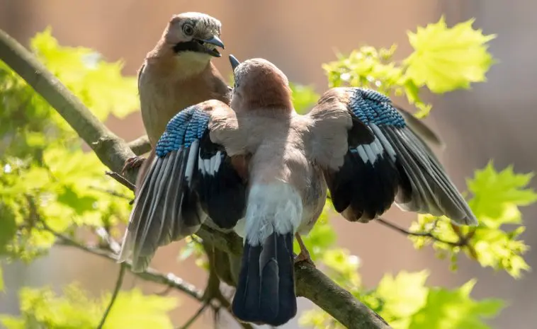 Eurasian Jays courting on a branch: ID 116740227 © Natalia Bubochkina | Dreamstime.com