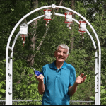 Horseshoe Crab blood video still