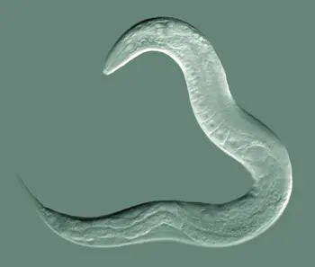 Nematode under the microscope, photo credit: Bob Goldstein, UNC Chapel Hill