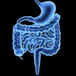 Human appendix and intestines: ID 37222382 | Anatomy Appendix © Wuka | Dreamstime.com