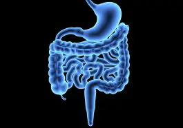 Human appendix and intestines: ID 37222382 | Anatomy Appendix © Wuka | Dreamstime.com