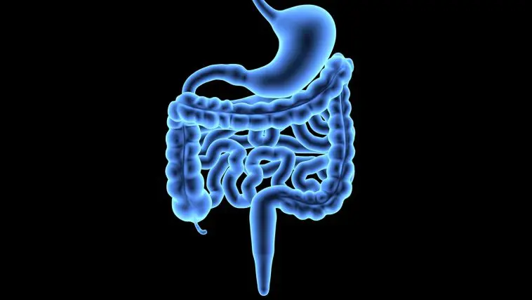 Human appendix and intestines: ID 37222382 | Anatomy Appendix © Wuka | Dreamstime.com