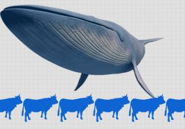 Blue Whales video still