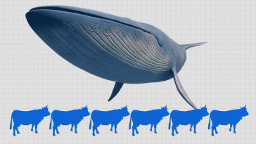 Blue Whales video still