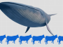 Blue Whales video still
