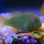 Gobiodon histrio, the Broad-barred goby: ID 324830183 © Voislav Kolevski | Dreamstime.com