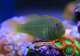 Gobiodon histrio, the Broad-barred goby: ID 324830183 © Voislav Kolevski | Dreamstime.com