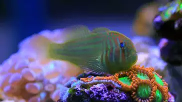 Gobiodon histrio, the Broad-barred goby: ID 324830183 © Voislav Kolevski | Dreamstime.com