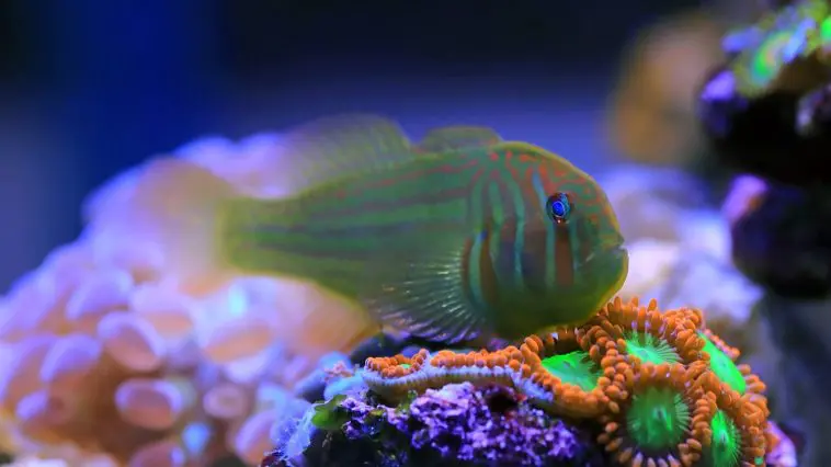 Gobiodon histrio, the Broad-barred goby: ID 324830183 © Voislav Kolevski | Dreamstime.com