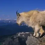 Rocky Mountain Goat ID 9485650 | Mountain Goat © Twildlife | Dreamstime.com