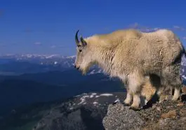 Rocky Mountain Goat ID 9485650 | Mountain Goat © Twildlife | Dreamstime.com