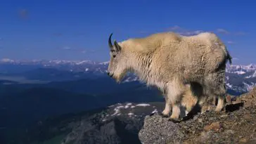 Rocky Mountain Goat ID 9485650 | Mountain Goat © Twildlife | Dreamstime.com