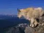 Rocky Mountain Goat ID 9485650 | Mountain Goat © Twildlife | Dreamstime.com