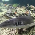 Bamboo Shark ID 72799622 | Chiloscyllium Punctatum © Lukas Blazek | Dreamstime.com