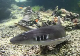 Bamboo Shark ID 72799622 | Chiloscyllium Punctatum © Lukas Blazek | Dreamstime.com