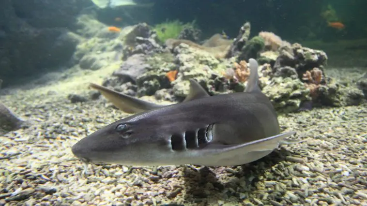 Bamboo Shark ID 72799622 | Chiloscyllium Punctatum © Lukas Blazek | Dreamstime.com
