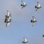 Homing pigeons in flight: ID 307279284 | Homing Pigeons Flight © Zacarias Pereira Da Mata | Dreamstime.com