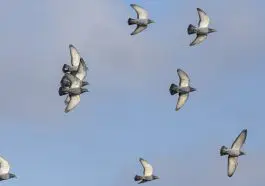 Homing pigeons in flight: ID 307279284 | Homing Pigeons Flight © Zacarias Pereira Da Mata | Dreamstime.com