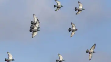 Homing pigeons in flight: ID 307279284 | Homing Pigeons Flight © Zacarias Pereira Da Mata | Dreamstime.com