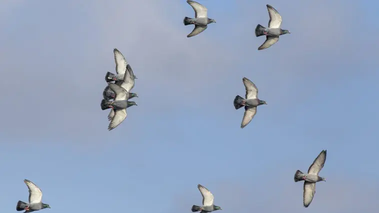 Homing pigeons in flight: ID 307279284 | Homing Pigeons Flight © Zacarias Pereira Da Mata | Dreamstime.com