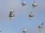Homing pigeons in flight: ID 307279284 | Homing Pigeons Flight © Zacarias Pereira Da Mata | Dreamstime.com