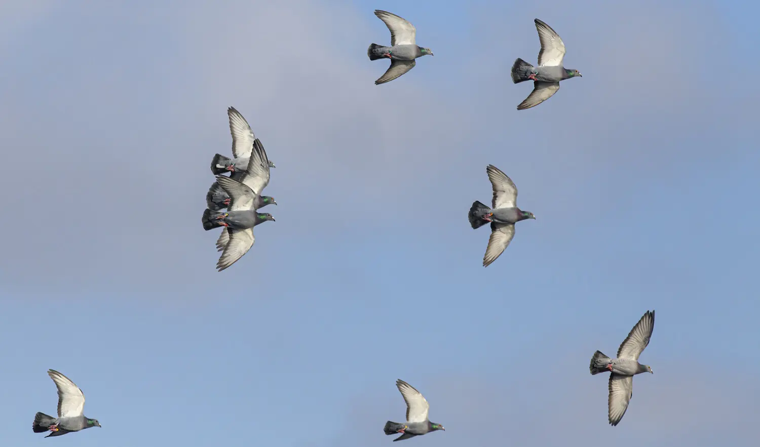 Homing pigeons in flight: ID 307279284 | Homing Pigeons Flight © Zacarias Pereira Da Mata | Dreamstime.com