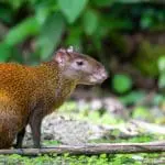 Central American Agouti: ID 243453940 | Agouti © Artushfoto | Dreamstime.com