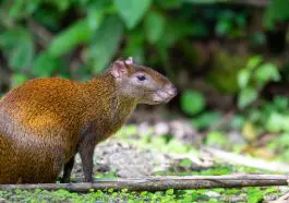 Central American Agouti: ID 243453940 | Agouti © Artushfoto | Dreamstime.com