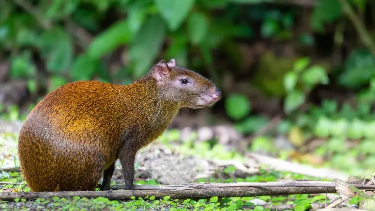 Central American Agouti: ID 243453940 | Agouti © Artushfoto | Dreamstime.com